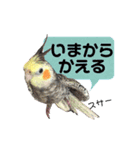 オカメインコのキウイちゃん（個別スタンプ：14）