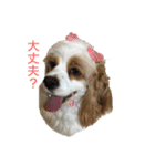 ゆかいなコッカーファミリーVol.1（個別スタンプ：15）