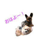 我が家のワンコstamp（個別スタンプ：1）