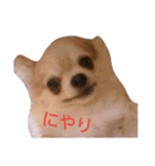 我が家のワンコstamp（個別スタンプ：4）