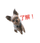 我が家のワンコstamp（個別スタンプ：5）