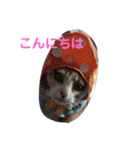 I LOVE CAT 3（個別スタンプ：26）