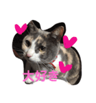 I LOVE CAT 3（個別スタンプ：31）