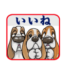 バセットハウンド(犬) 27（個別スタンプ：40）