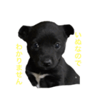 愛犬たびスタンプ（個別スタンプ：1）
