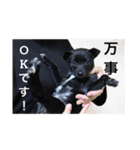 愛犬たびスタンプ（個別スタンプ：3）