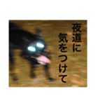 愛犬たびスタンプ（個別スタンプ：10）