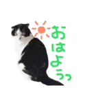 ウチの愛猫あんこ＆ゆず（個別スタンプ：2）