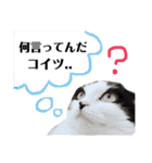 ウチの愛猫あんこ＆ゆず（個別スタンプ：5）