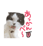 ウチの愛猫あんこ＆ゆず（個別スタンプ：7）