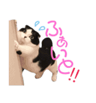 ウチの愛猫あんこ＆ゆず（個別スタンプ：9）