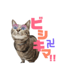ウチの愛猫あんこ＆ゆず（個別スタンプ：11）