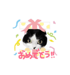 ウチの愛猫あんこ＆ゆず（個別スタンプ：13）