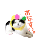 ウチの愛猫あんこ＆ゆず（個別スタンプ：14）