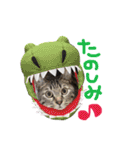 ウチの愛猫あんこ＆ゆず（個別スタンプ：15）