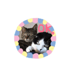 ウチの愛猫あんこ＆ゆず（個別スタンプ：16）