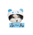 ウチの愛猫あんこ＆ゆず（個別スタンプ：17）