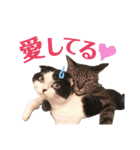 ウチの愛猫あんこ＆ゆず（個別スタンプ：18）