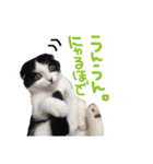 ウチの愛猫あんこ＆ゆず（個別スタンプ：20）
