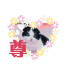 ウチの愛猫あんこ＆ゆず（個別スタンプ：21）