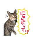 ウチの愛猫あんこ＆ゆず（個別スタンプ：23）