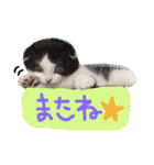 ウチの愛猫あんこ＆ゆず（個別スタンプ：24）