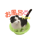 ウチの愛猫あんこ＆ゆず（個別スタンプ：25）
