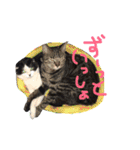 ウチの愛猫あんこ＆ゆず（個別スタンプ：26）