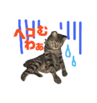 ウチの愛猫あんこ＆ゆず（個別スタンプ：28）