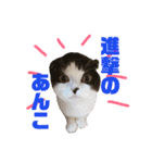 ウチの愛猫あんこ＆ゆず（個別スタンプ：30）