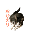 〜我が家の猫たち〜（個別スタンプ：1）