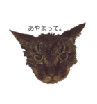 〜我が家の猫たち〜（個別スタンプ：2）