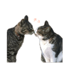 〜我が家の猫たち〜（個別スタンプ：3）