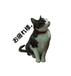 〜我が家の猫たち〜（個別スタンプ：5）
