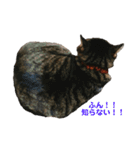 〜我が家の猫たち〜（個別スタンプ：7）
