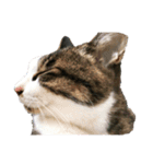 〜我が家の猫たち〜（個別スタンプ：9）