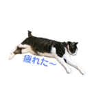 〜我が家の猫たち〜（個別スタンプ：10）