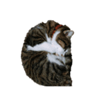 〜我が家の猫たち〜（個別スタンプ：11）