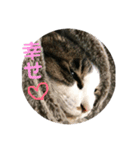 〜我が家の猫たち〜（個別スタンプ：14）