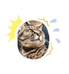 〜我が家の猫たち〜（個別スタンプ：16）