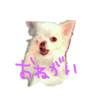 ぷっちゃんです！（個別スタンプ：7）