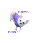 ぷっちゃんです！（個別スタンプ：13）