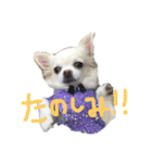 ぷっちゃんです！（個別スタンプ：22）