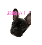 フレブル一言スタンプ（個別スタンプ：4）