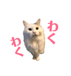 キリハクネリ2（個別スタンプ：3）
