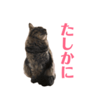 キリハクネリ2（個別スタンプ：6）