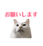 キリハクネリ2（個別スタンプ：11）