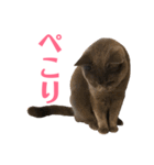 キリハクネリ2（個別スタンプ：13）