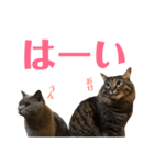キリハクネリ2（個別スタンプ：14）