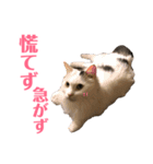 キリハクネリ2（個別スタンプ：16）